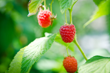 Three berries ripe raspberry