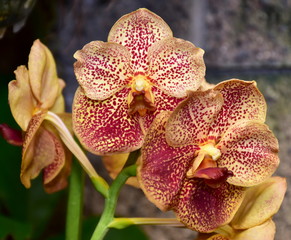 cymbidium hybrid orchid