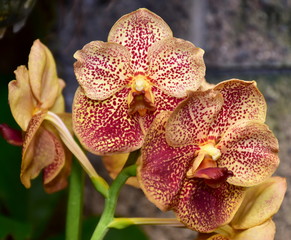 cymbidium hybrid orchid