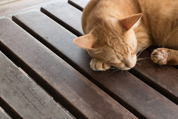 cat sleep tight on wooden table.