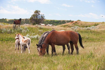 Wild horses at Theodore Roosevelt National Park, North Dakota USA - obrazy, fototapety, plakaty
