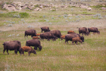 Bisons on grassland North Dakota