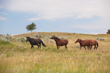 Wild horses in Theodore Roosevelt National Park North Dakota