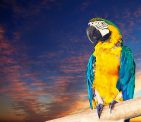  macaw or Ara against dawn