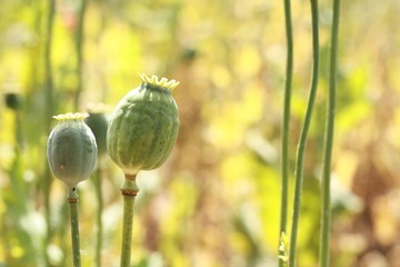 Abstract background of poppy field with young finials