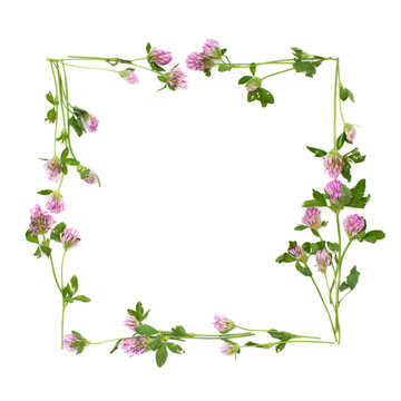 isolated square frame of clover flowers on a white background