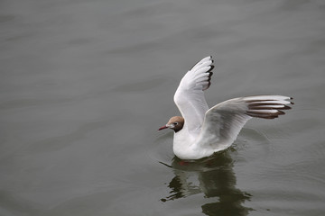 Black-headed gull (Chroicocephalus ridibundus)