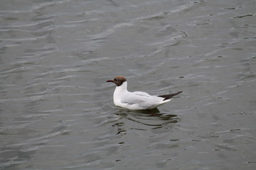 Obraz premium Black-headed gull (Chroicocephalus ridibundus)