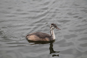 Juvenile of Great crested grebe