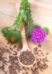 Granular and fresh thistle with flowers. (Silybum marianum)