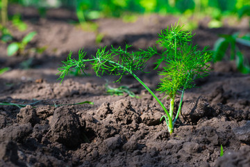 Dill herb growing in the garden for background use