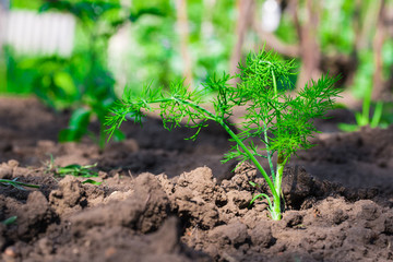 Dill herb growing in the garden for background use