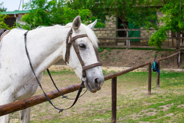 beautiful, quiet, white horse waits in paddock