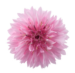 Pink cornflower head