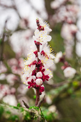 Blossom background. Beautiful nature scene with blooming tree and sun flare. Sunny day. Spring flowers. Beautiful Orchard. Abstract blurred background. Springtime