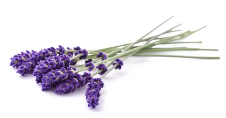  Lavendel bloemen bos © Scisetti Alfio