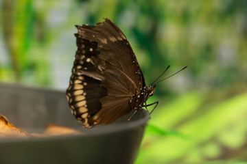 Closeup butterfly on flower. Common tiger butterfly.