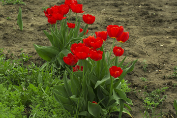 Flower. Amazing red tulip flower & green grass background. Red flower. Red tulip flower Tulip flower. Cute flower Amazing flower. Color tulips flower Colored flower. Sunny flower Awesome flower Flower
