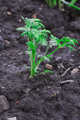 Dill herb growing in the garden for background use