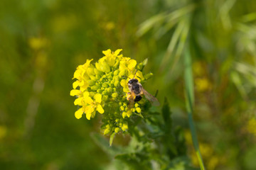 bee collects nectar on flower.