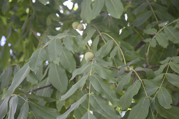 Green walnuts.walnut leaves.tree