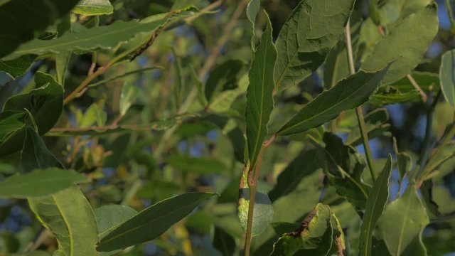Laurus nobilis tree branches and green leaves slow tilting 4K 2160p UHD footage - Laurel slow tilting tree leaves 4K 3840X2160 UHD video 