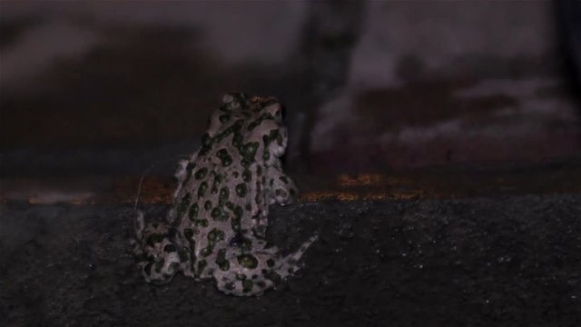 frog hunting insects/night frog eats ants that crawl