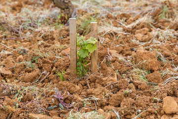 Young vines supported by two props, Burgundy, France