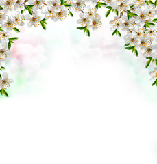 Naklejka na ściany i meble Flowering cherry. Spring flowering garden.