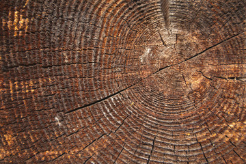 Fototapeta premium texture of dark wood. natural background.