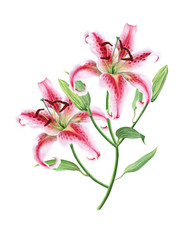 Watercolor floral image with lily flowers