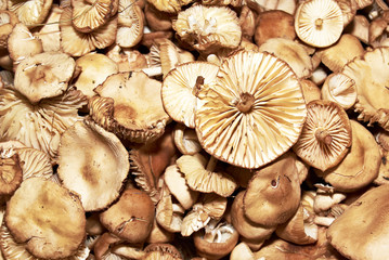Close-up mushroom mountain