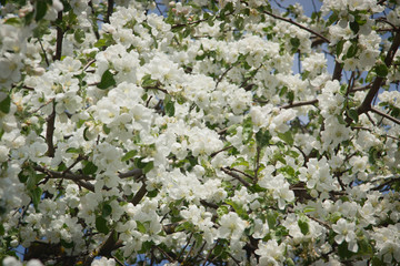 Beautiful floral apple trees