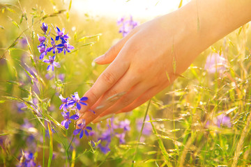 Girl's hand touching wildflowers closeup