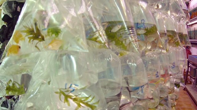 Dozens of tropical fish of many varieties, including bala sharks, mollies and angelfish, displayed in hanging, transparent, plastic bags at a pet shop in Southeast Asia.