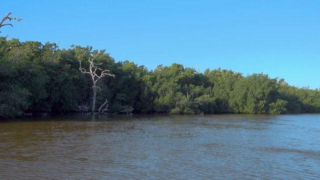 hawk swooping down and catching a fish out of water slow motion  rio lagartos lagoon mexico