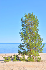 Pine tree on the coast of Ladoga lake.