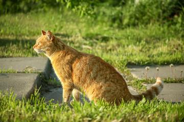 Red cat sitting outside