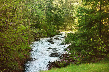 Fototapeta premium Wide stream in mountain forest