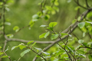 Green branch on natural blurred background