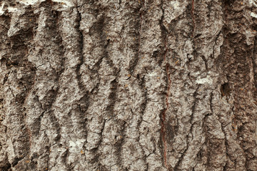 Bark tree background
