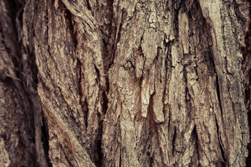 Bark tree background