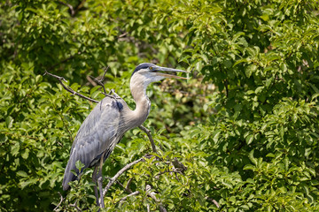 Fototapeta premium Blue Heron