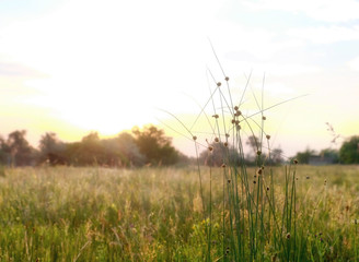 Fototapeta na wymiar Beautiful meadow grass in sunrise