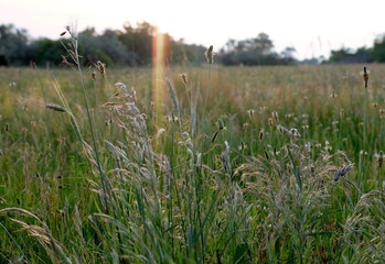 Obraz na płótnie Canvas Meadow green grass background