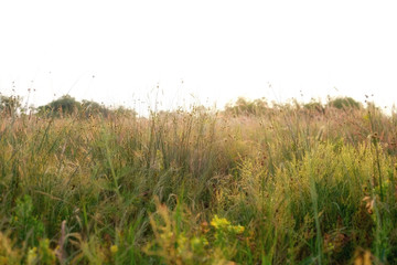 Beautiful meadow grass in sunrise