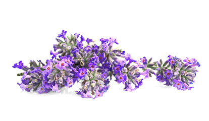 Naklejka premium Beautiful lavender on white background