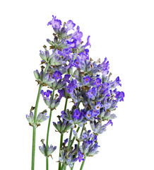 Beautiful lavender on white background