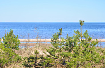 Pine tree on the coast of Ladoga lake.