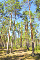 Pine tree forest.